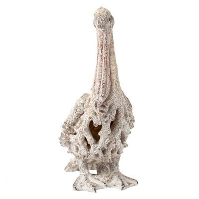 Pelican Coral
