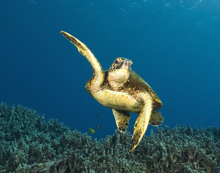 Honu at 2-Step In Honaunau on the Big Island of Hawaii.