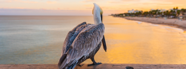 A pelican is standing on a pier overlooking the ocean at sunset.