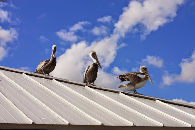 Three pelicans standing on top of a white roof