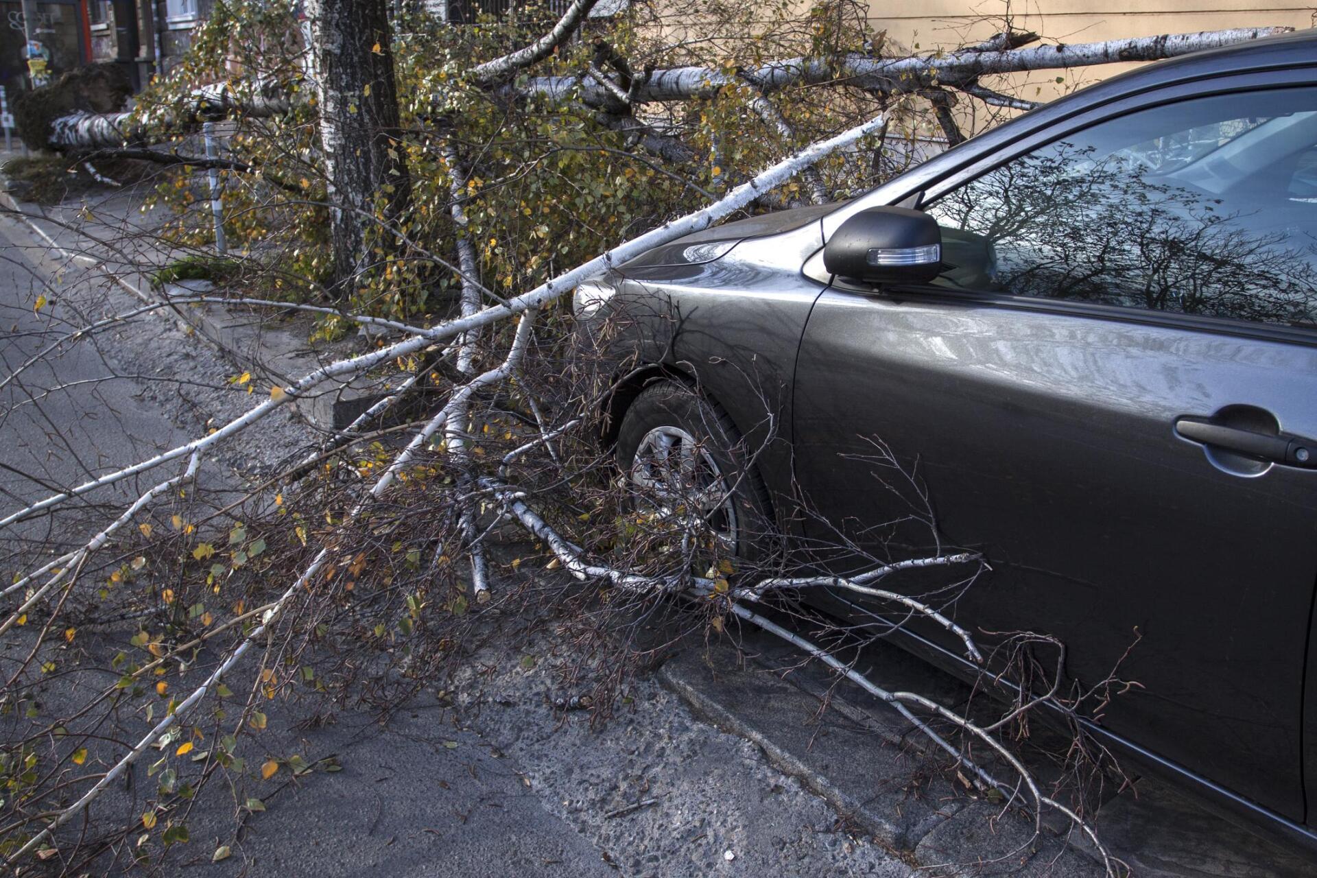 a tree fell down in the car