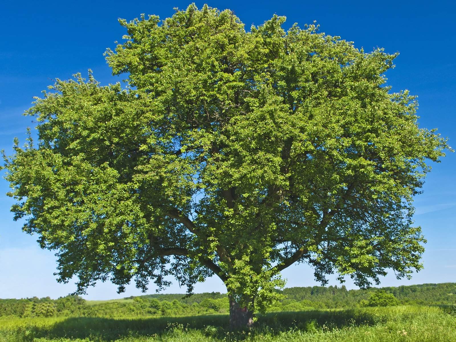 a healthy huge tree