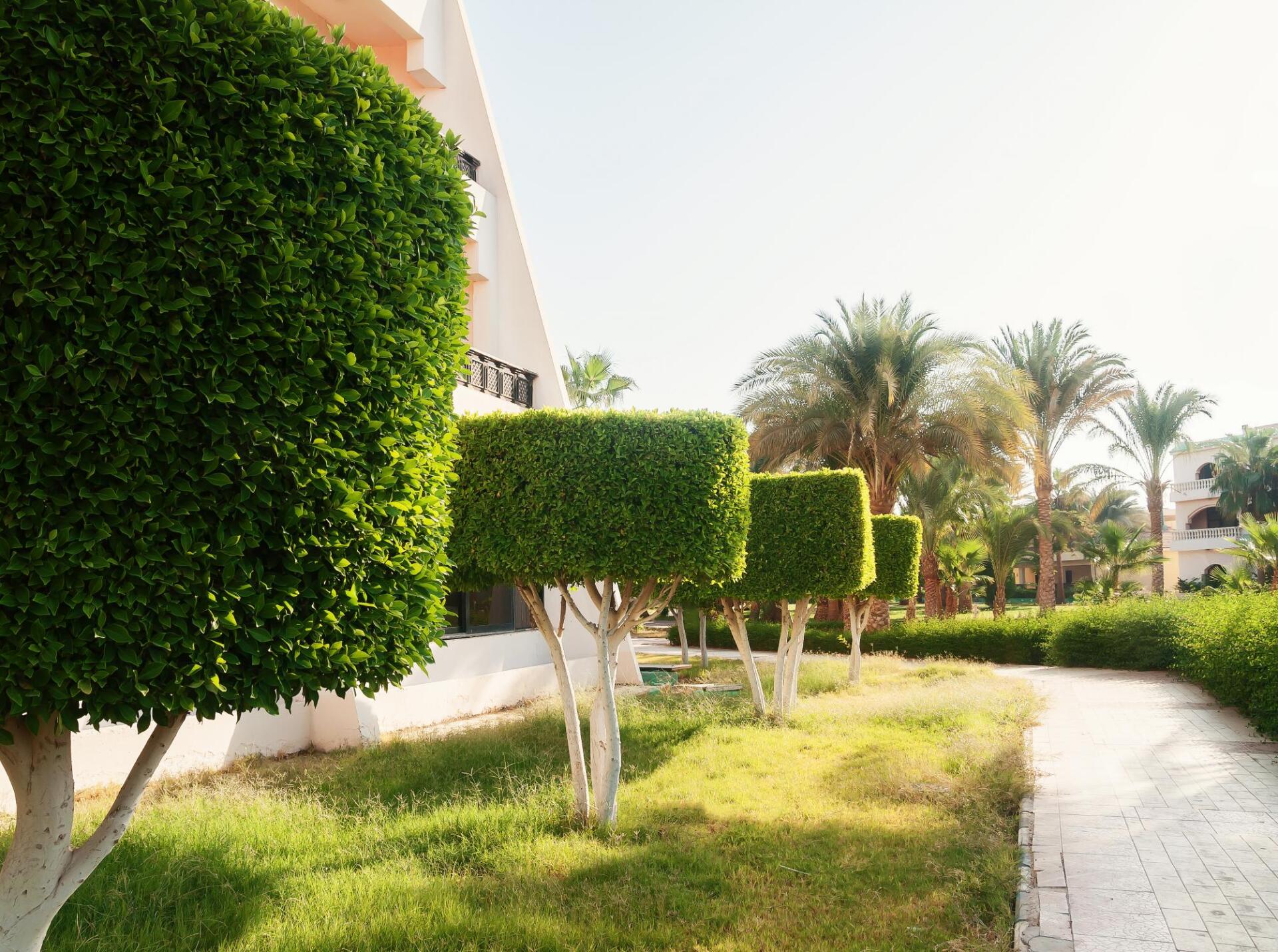 square shaped trees by tree service newport beach pruning