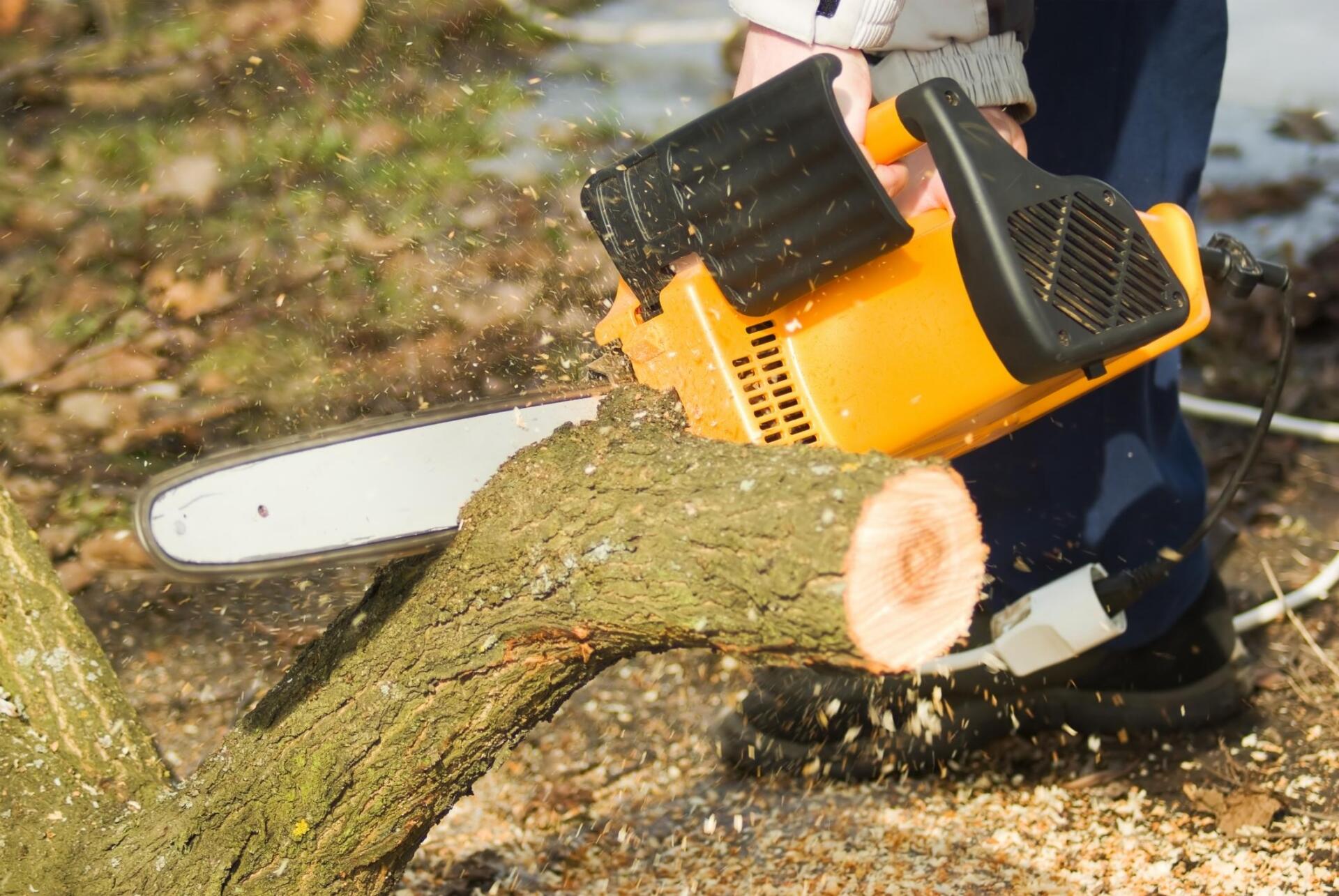 cutting the tree using chainsaw