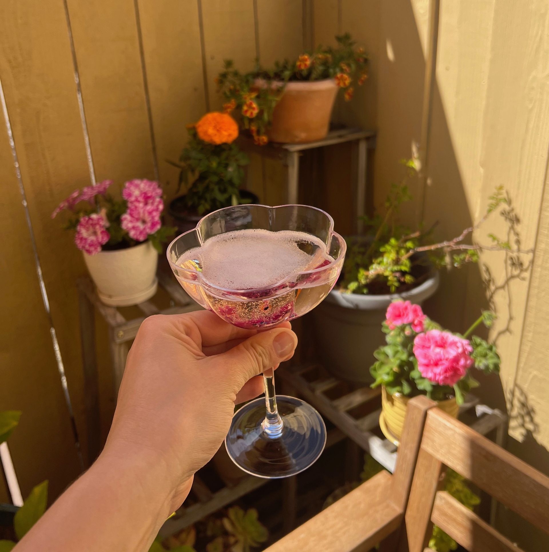 Sparkling Wine with Pink Pitaya in the garden