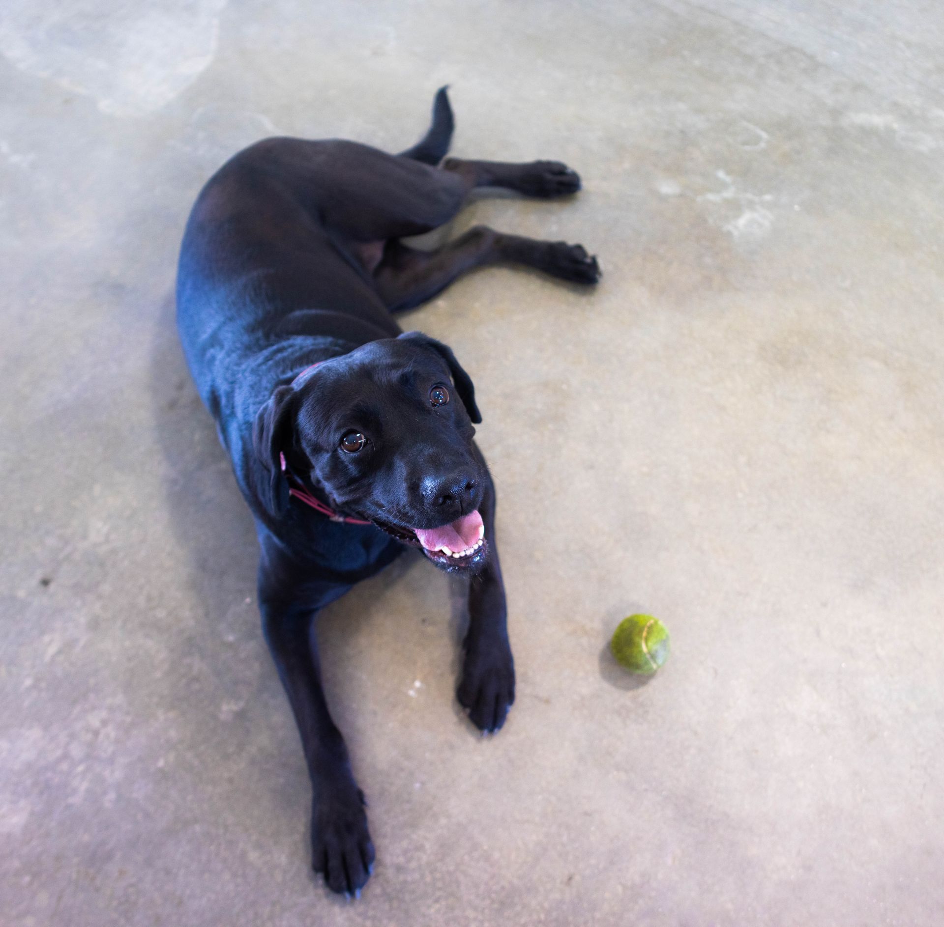 A black dog laying on the floor next to a tennis ball