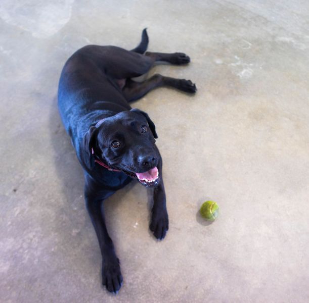 A black dog laying on the floor next to a tennis ball
