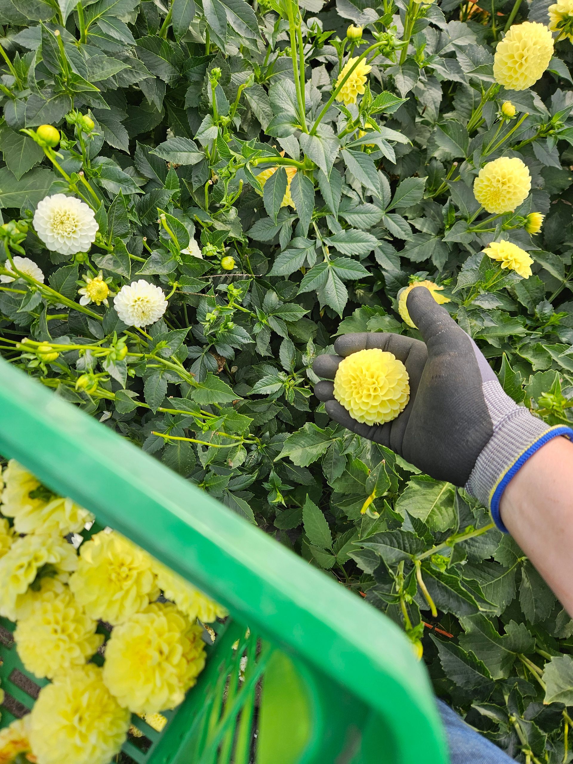 Een man draagt ​​een krat in een veld met gele bloemen.