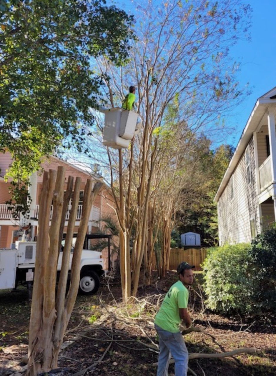 removing trees in Chapin, South Carolina