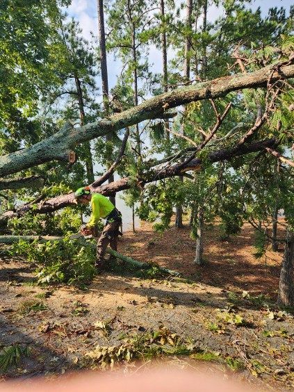 removing fallen trees from storms chapin sc