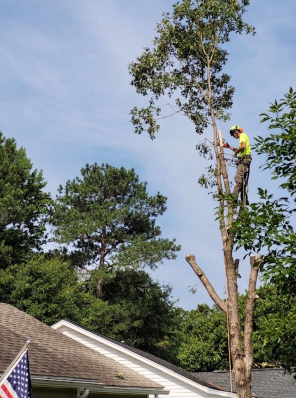 Land Clearing in Chapin, South Carolina