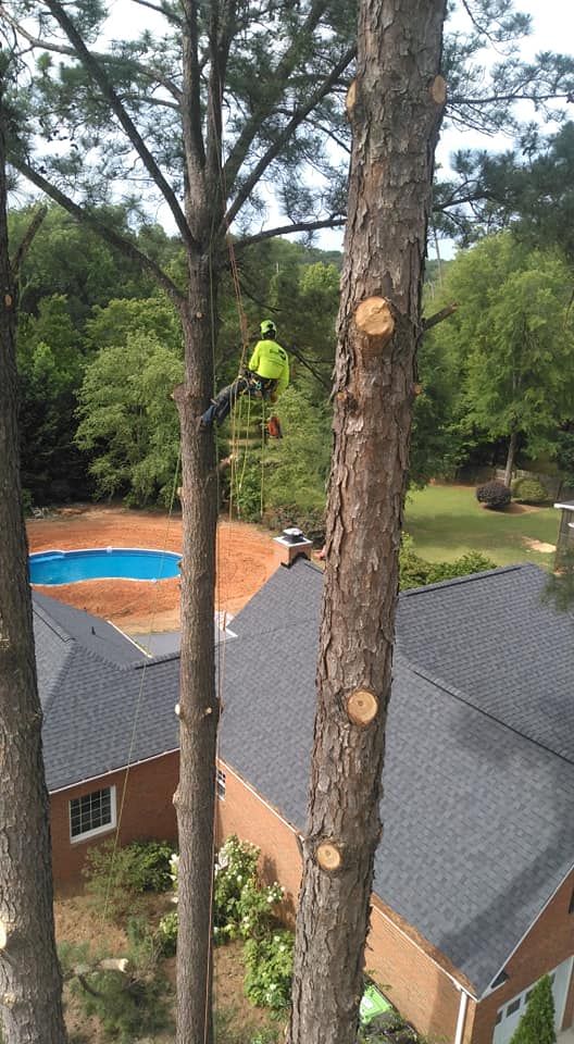 emergency tree removal in South Carolina