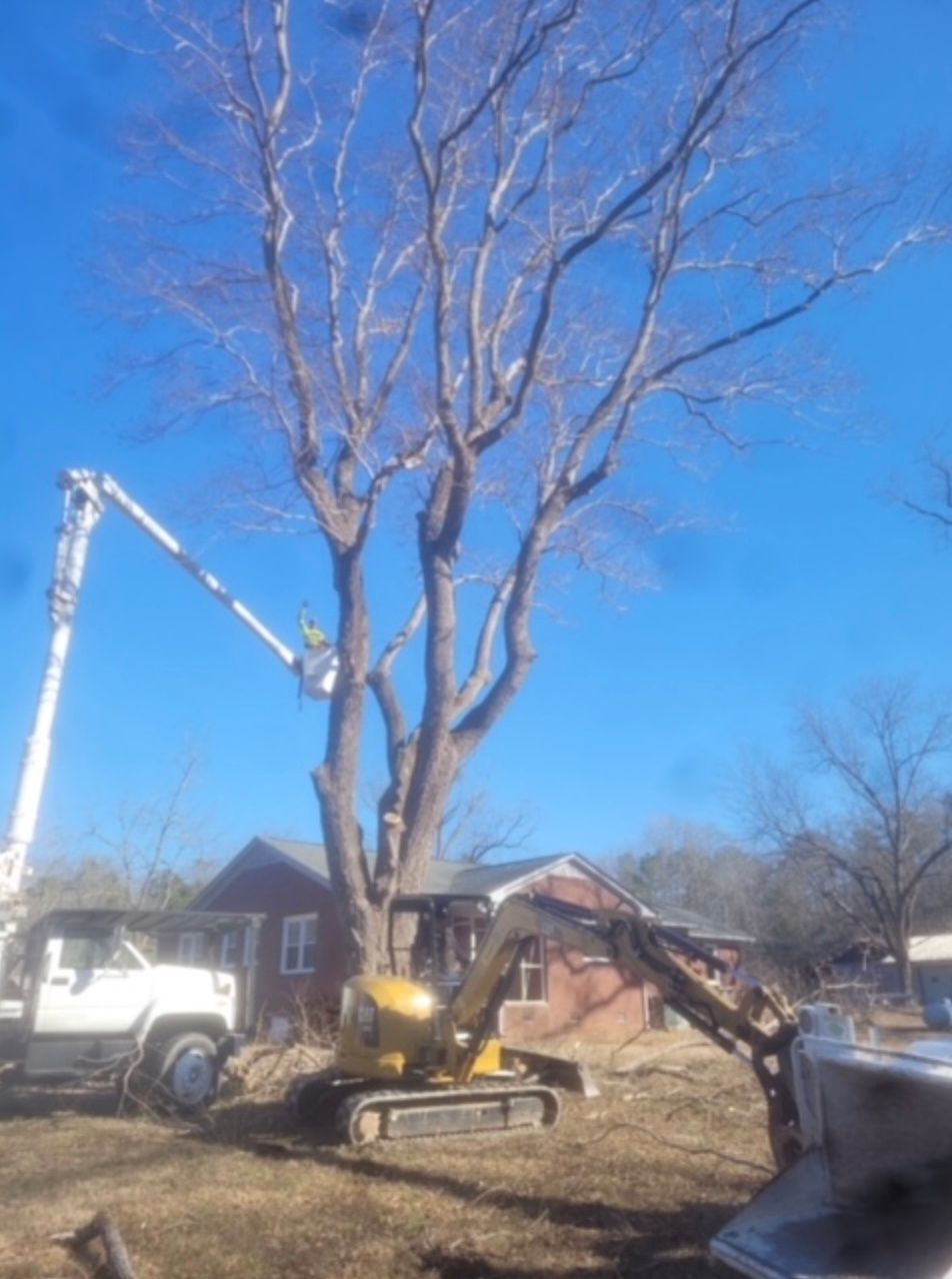 tree trimming in Chapin, South Carolina