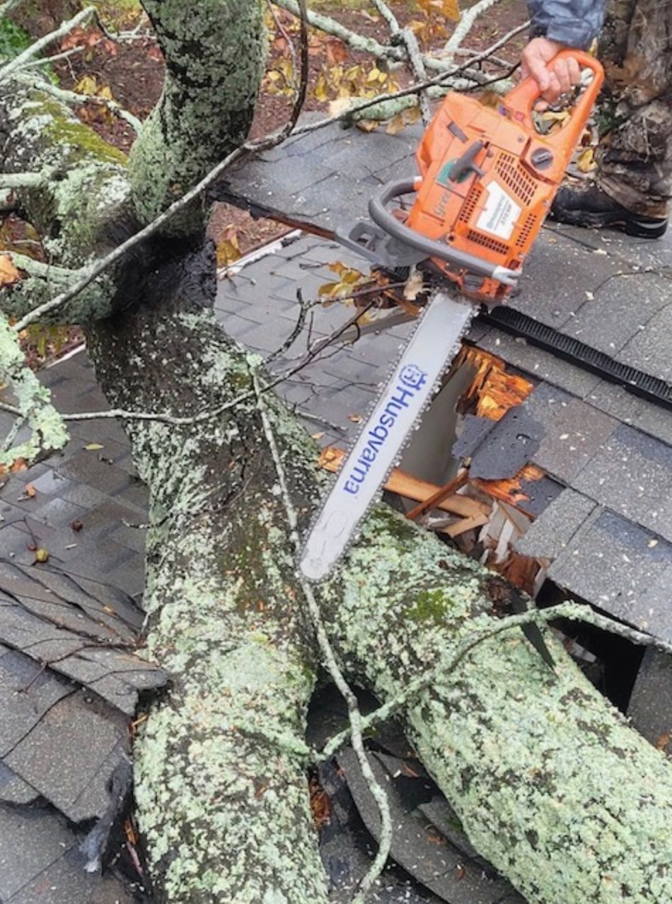 trimming a tree in South Carolina