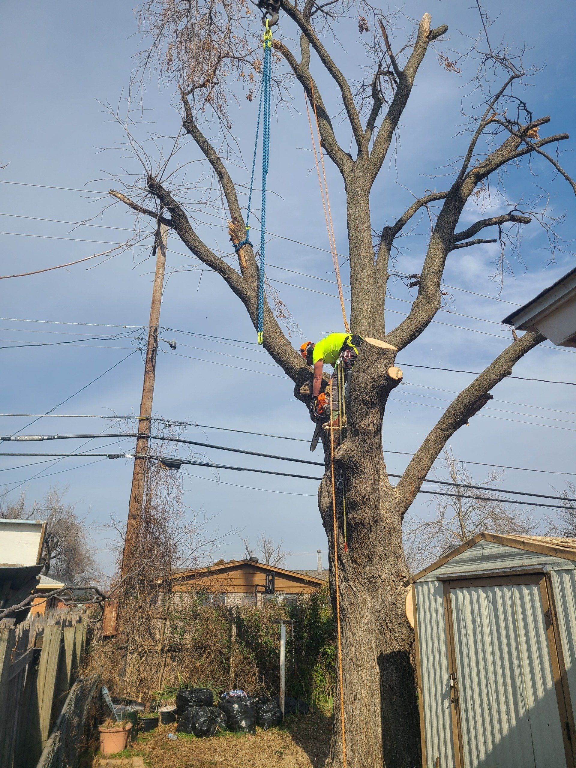 Tree Removal In Oklahoma City