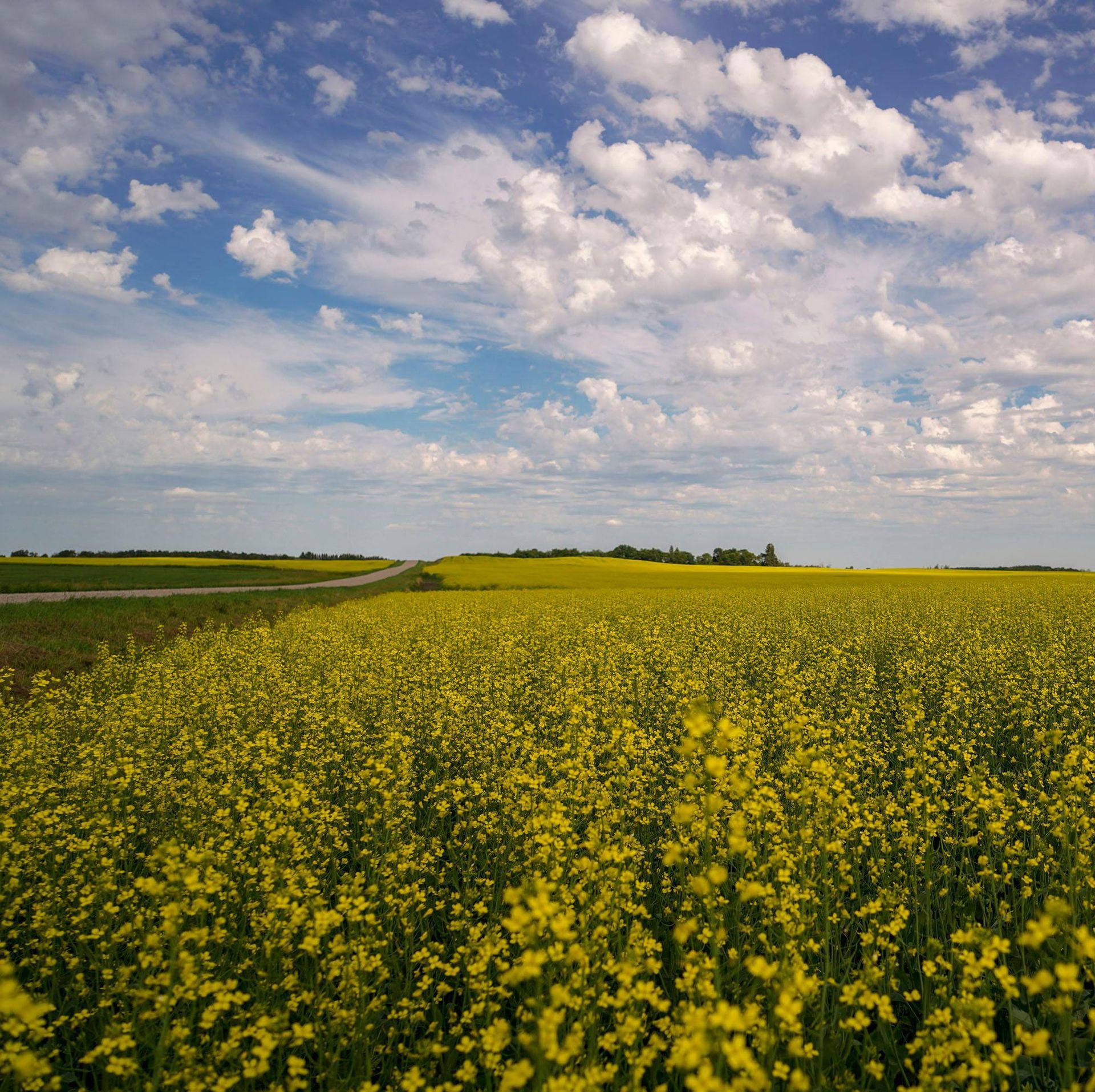 A vibrant field of yellow flowers stretches toward the horizon under a vast, blue sky filled with white clouds.