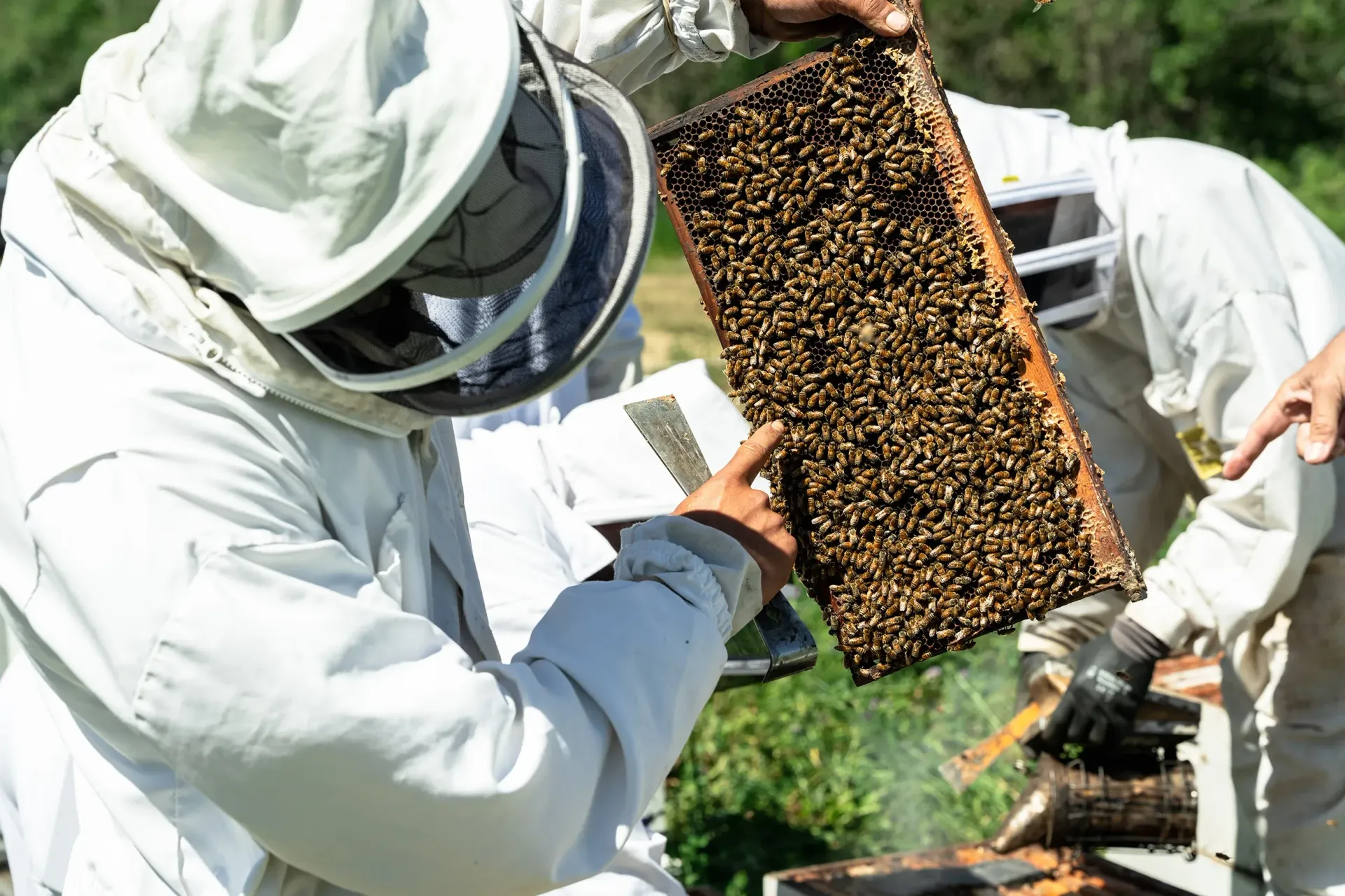 Two beekeepers in white protective suits inspect a frame covered in bees in an outdoor setting.