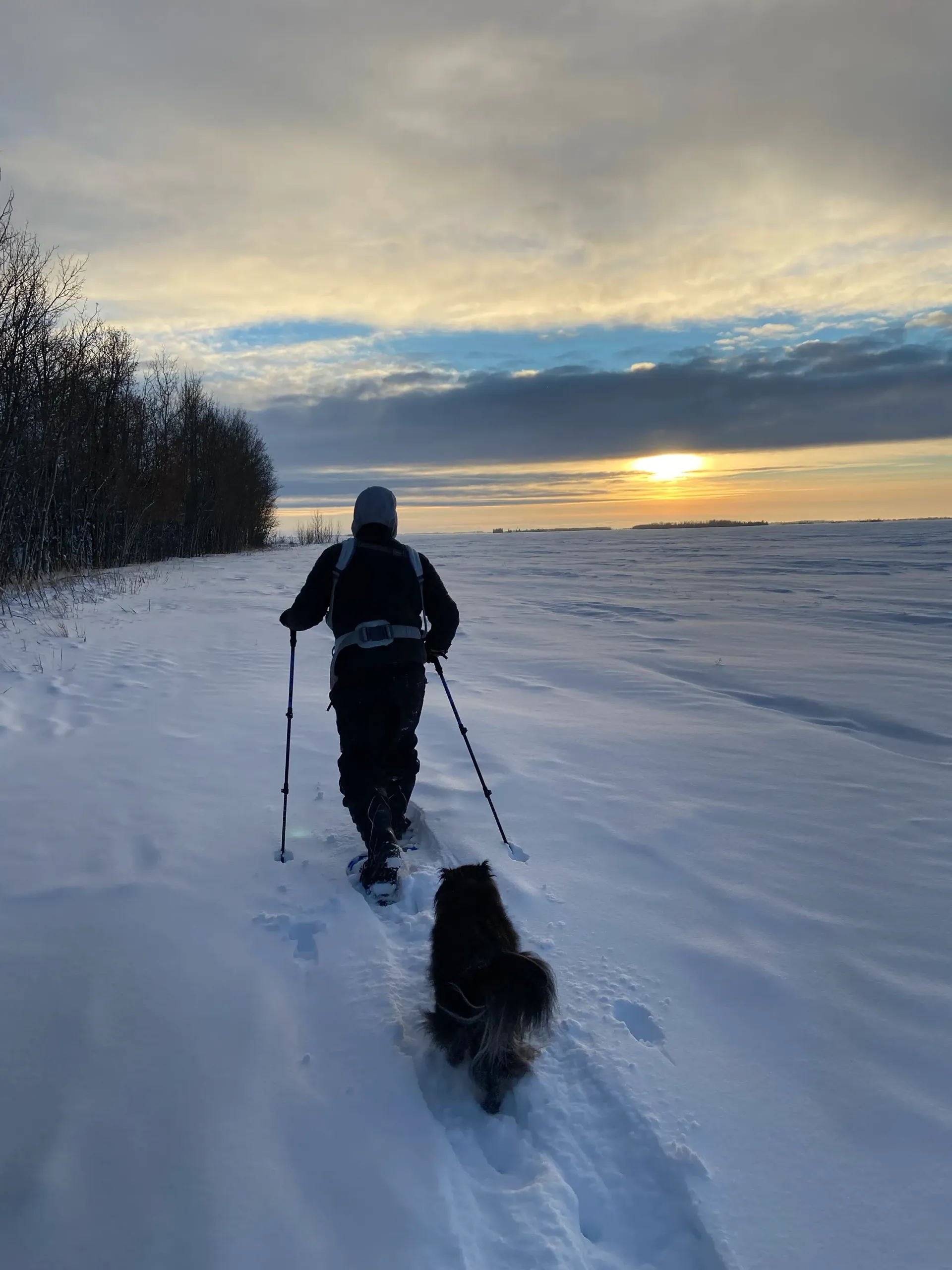 A person snowshoeing with a dog on a snow-covered field at sunset near a line of trees.