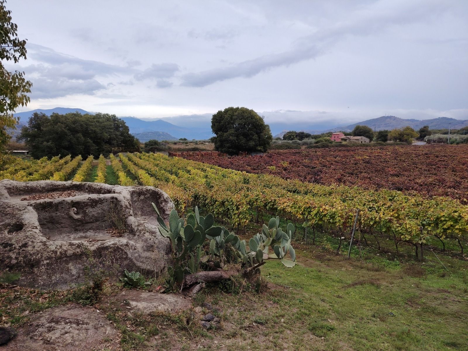 Uva verde appesa a una vite, circondata da foglie verdi.