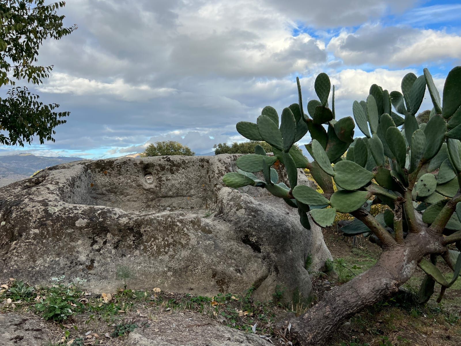 vigneti a linguaglossa