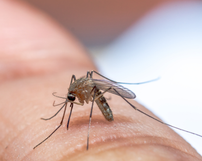 mosquito control services in Fleming Island