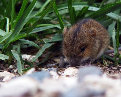 rodent control services in Fleming Island FL