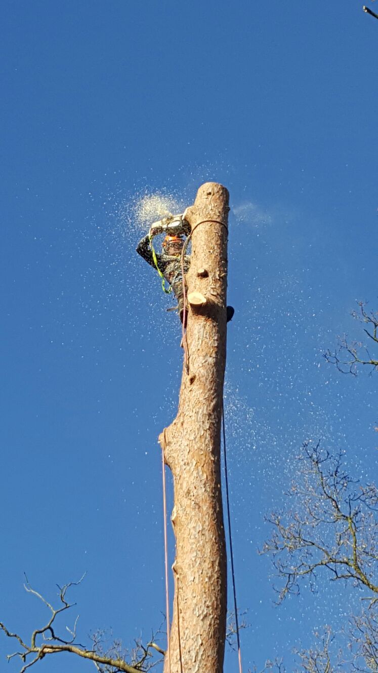 man climbing a tree