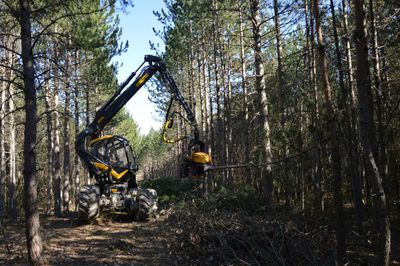 A forest harvesting machine with a yellow cab and black arm cutting trees in a forest.
