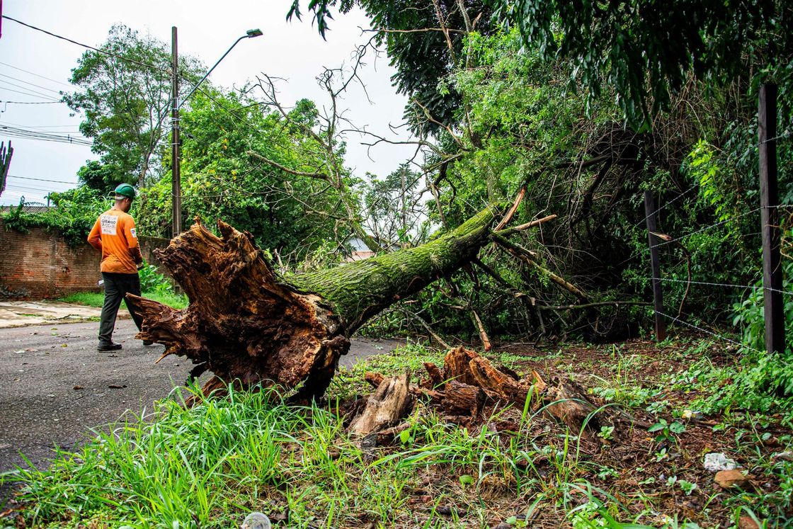 A large tree trunk blocking a road after a storm, with a worker observing to cleanup later.