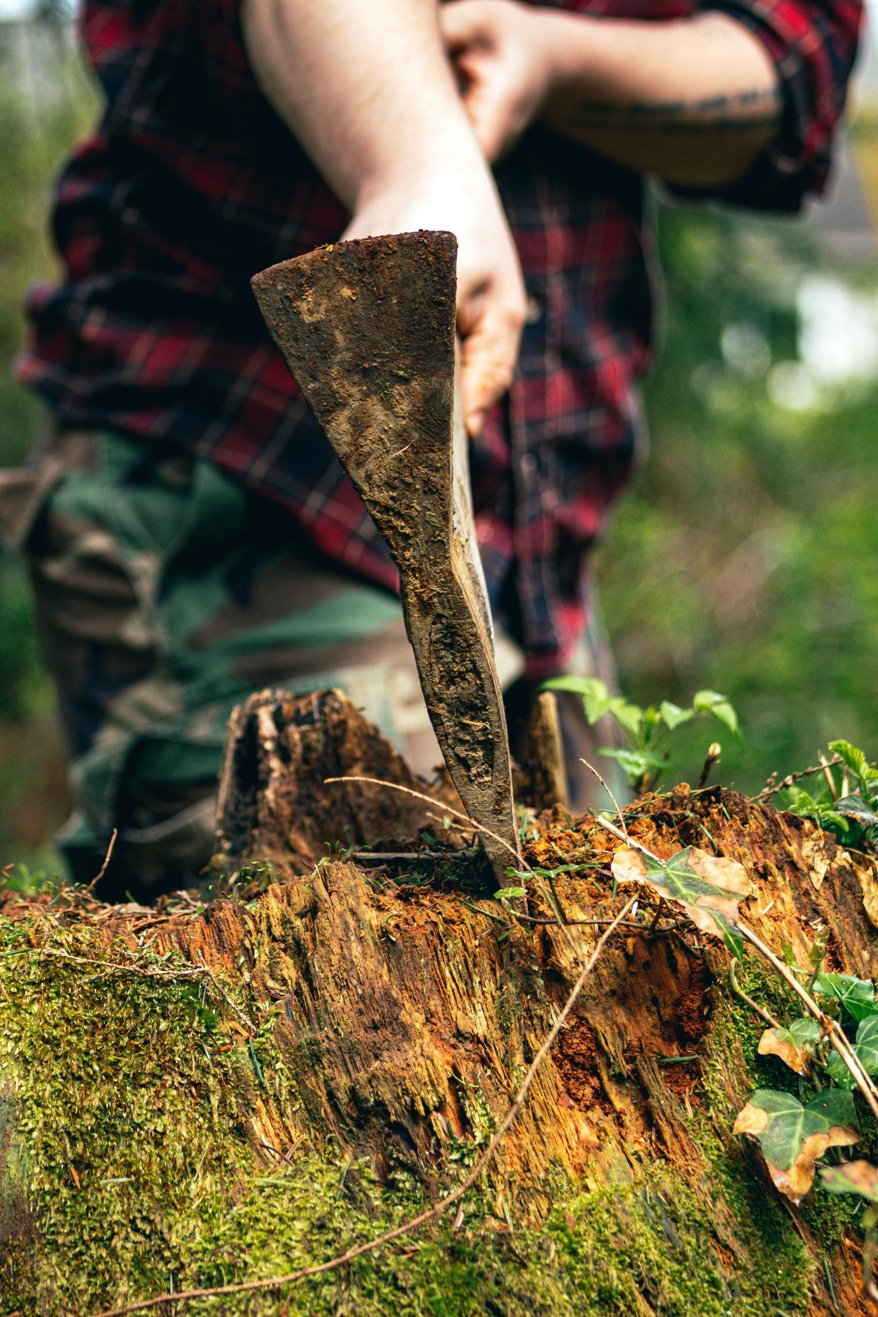 Axe in a tree stump; person in plaid shirt chopping wood in a forest.
