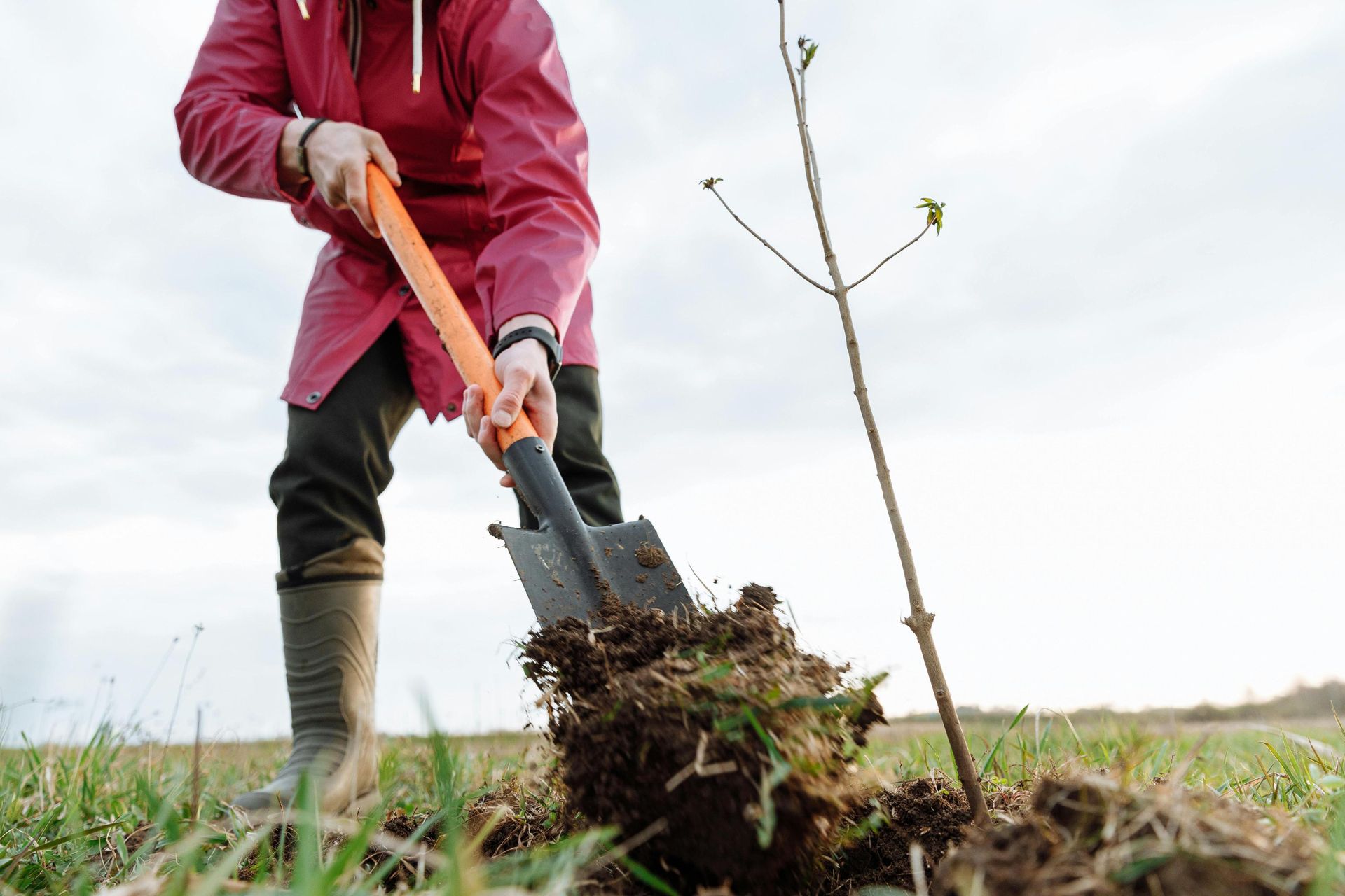 Person in red jacket plants a small tree in a field using a shovel.