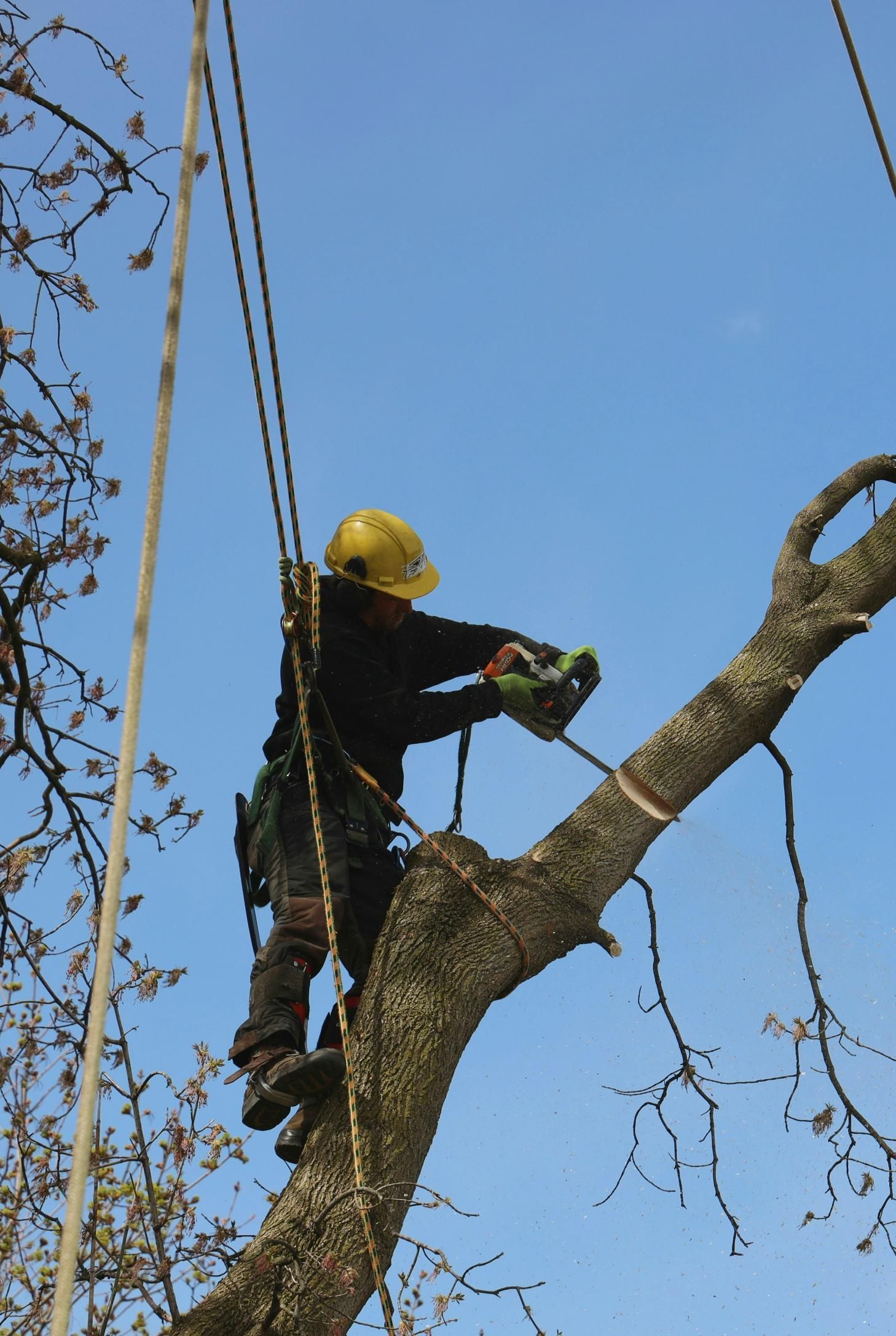 Arborist in yellow helmet and safety gear, cutting a tree branch, blue sky background.