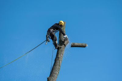 Arborist trims a tree trunk with a chainsaw, blue sky background.