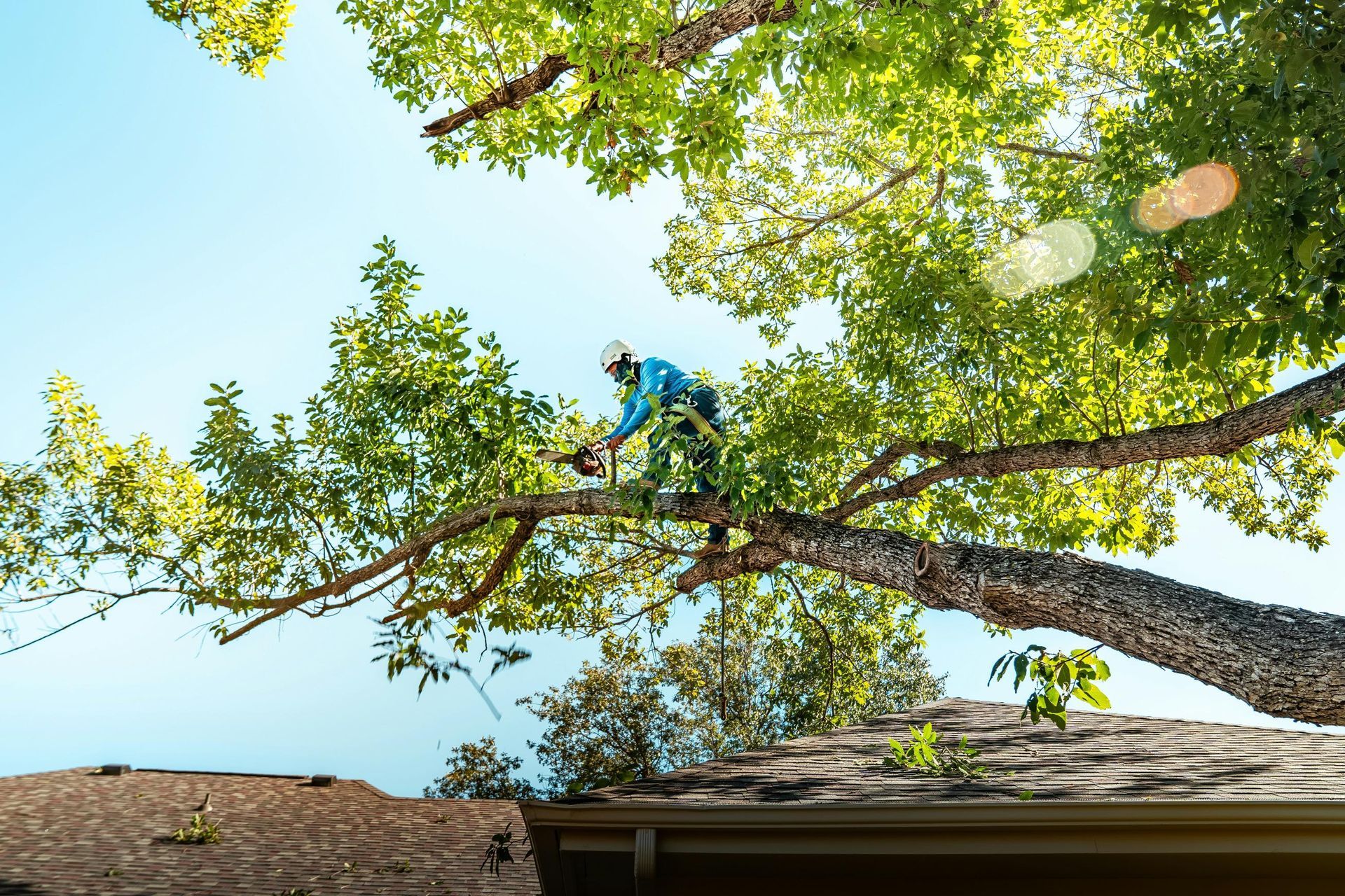 Arborist, wearing safety gear, trimming a large tree branch over a house. Blue sky background.