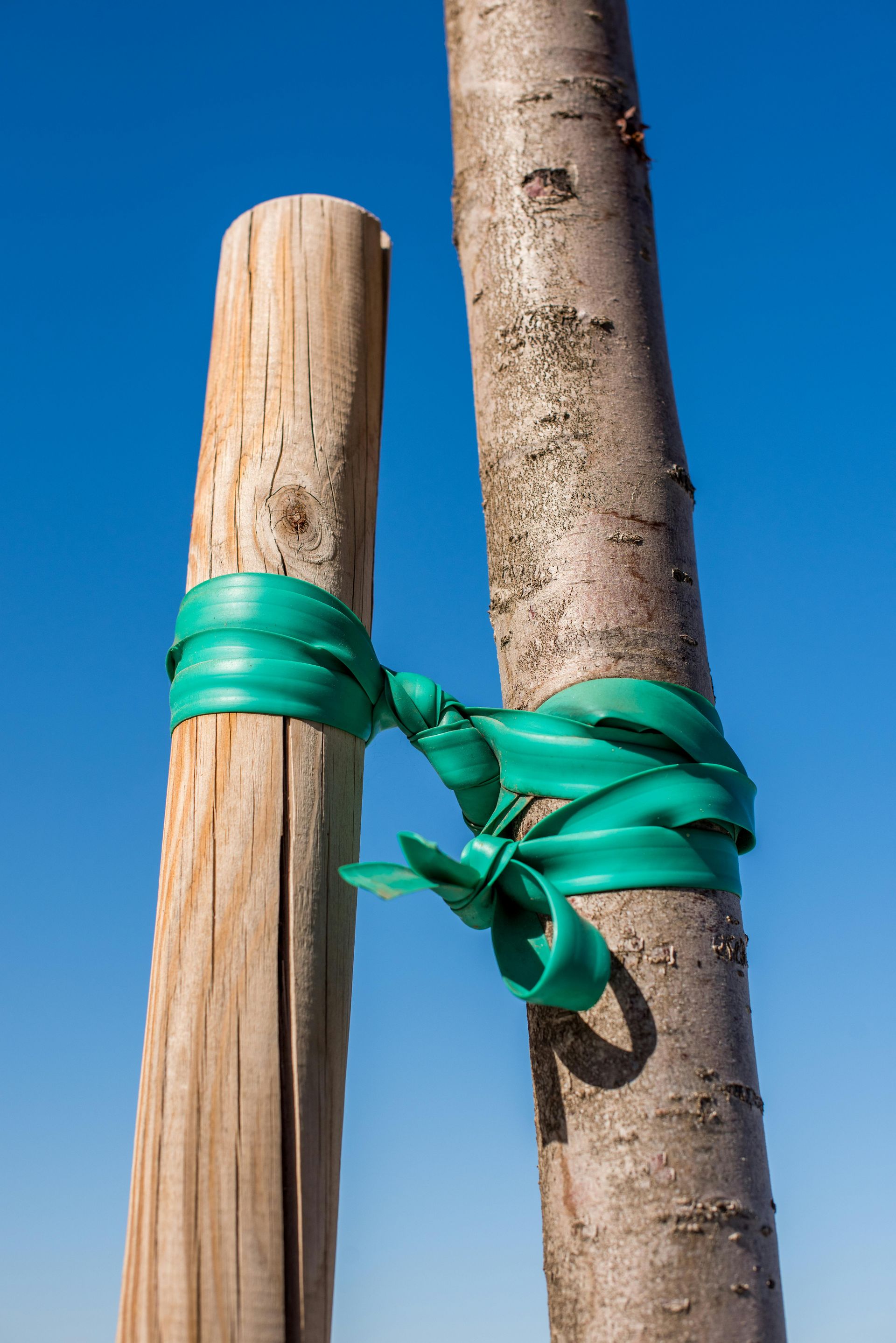 A young tree tied with green strapping to a wooden stake against a blue sky.