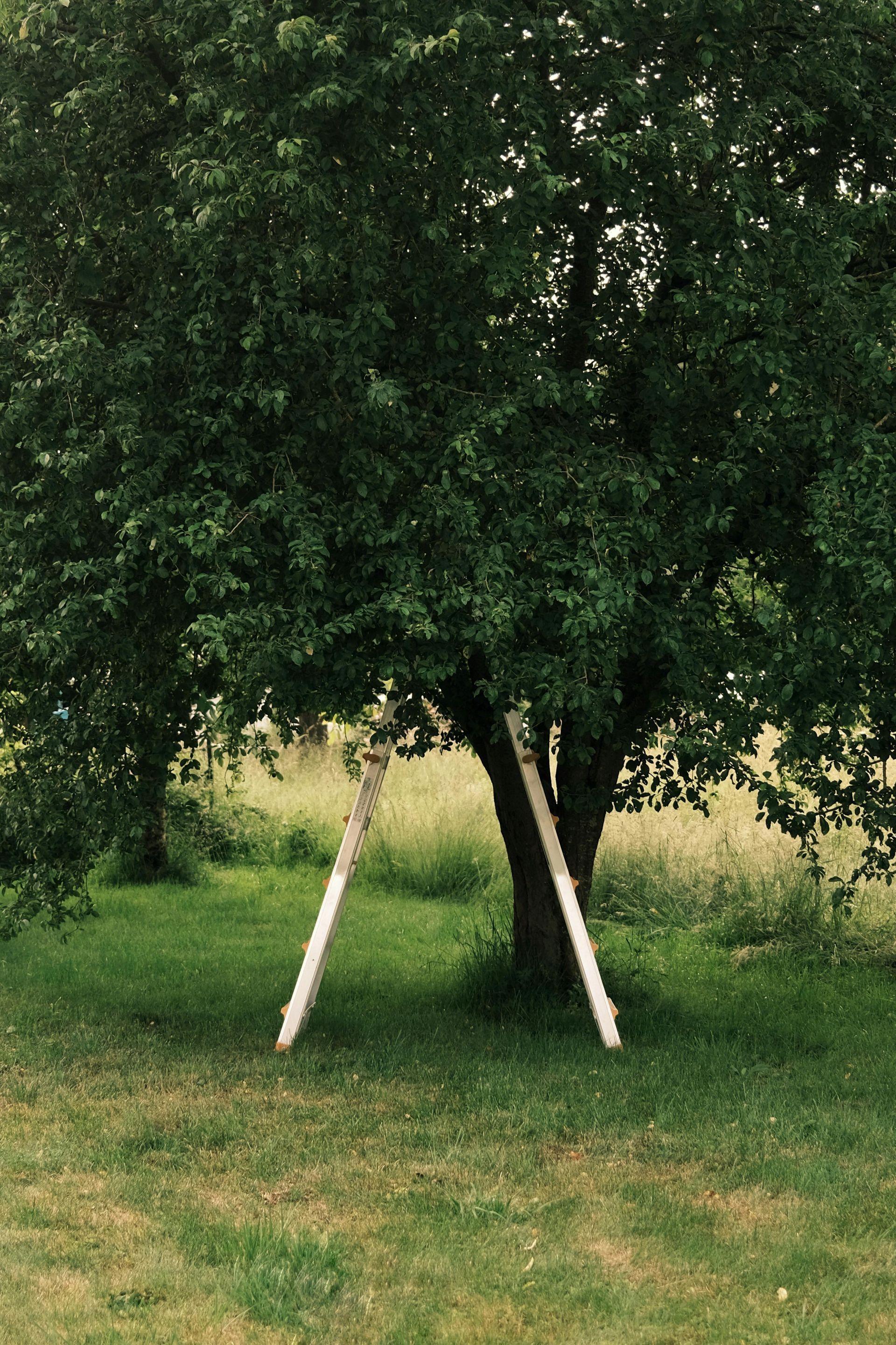 Tree in a grassy field supported by two white wooden beams.