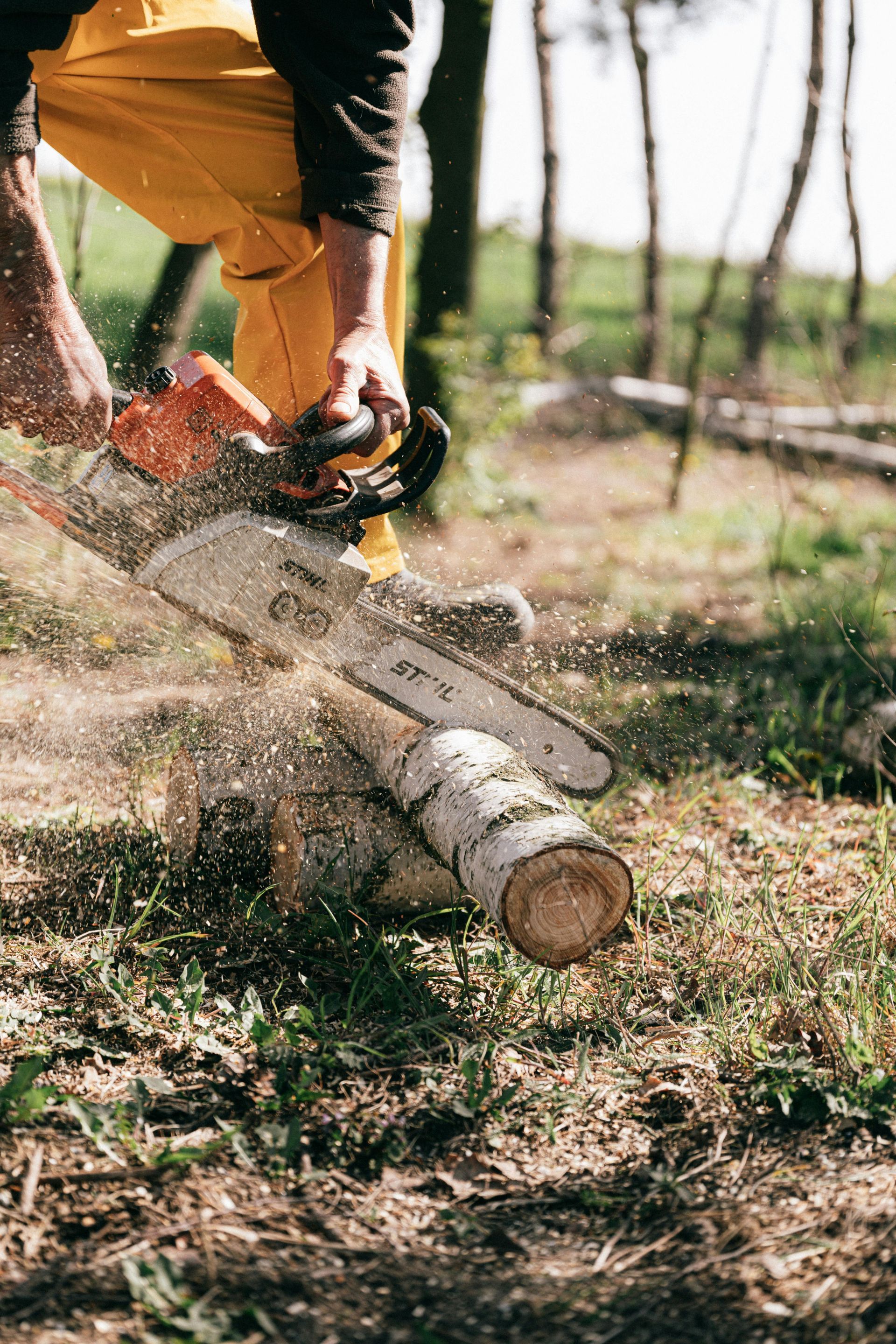 Person in yellow pants using a chainsaw to cut a log in a forest setting. Sawdust flies.