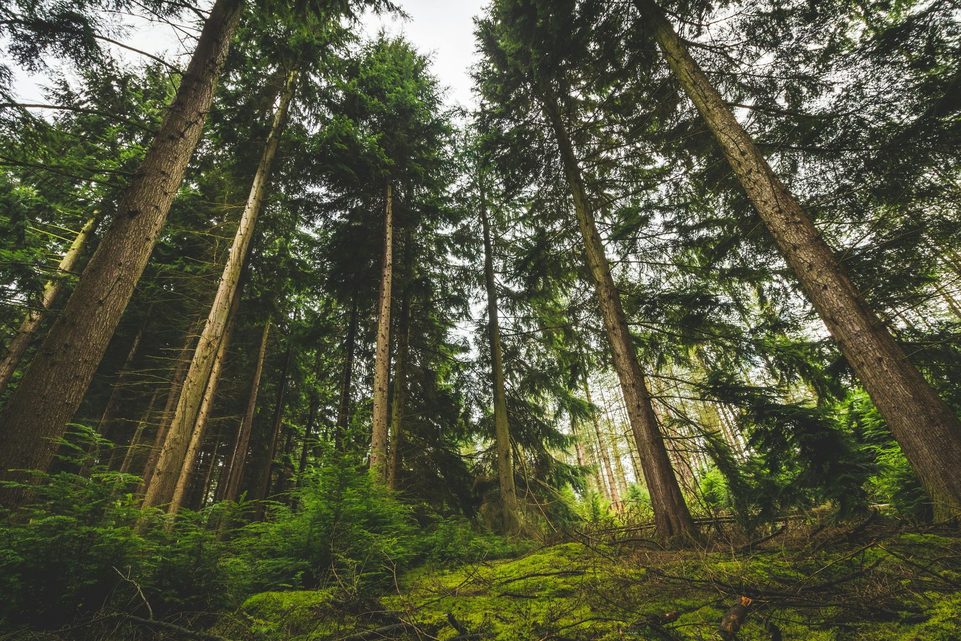 Tall trees in a forest, green moss at the base, view looking up towards the sky.