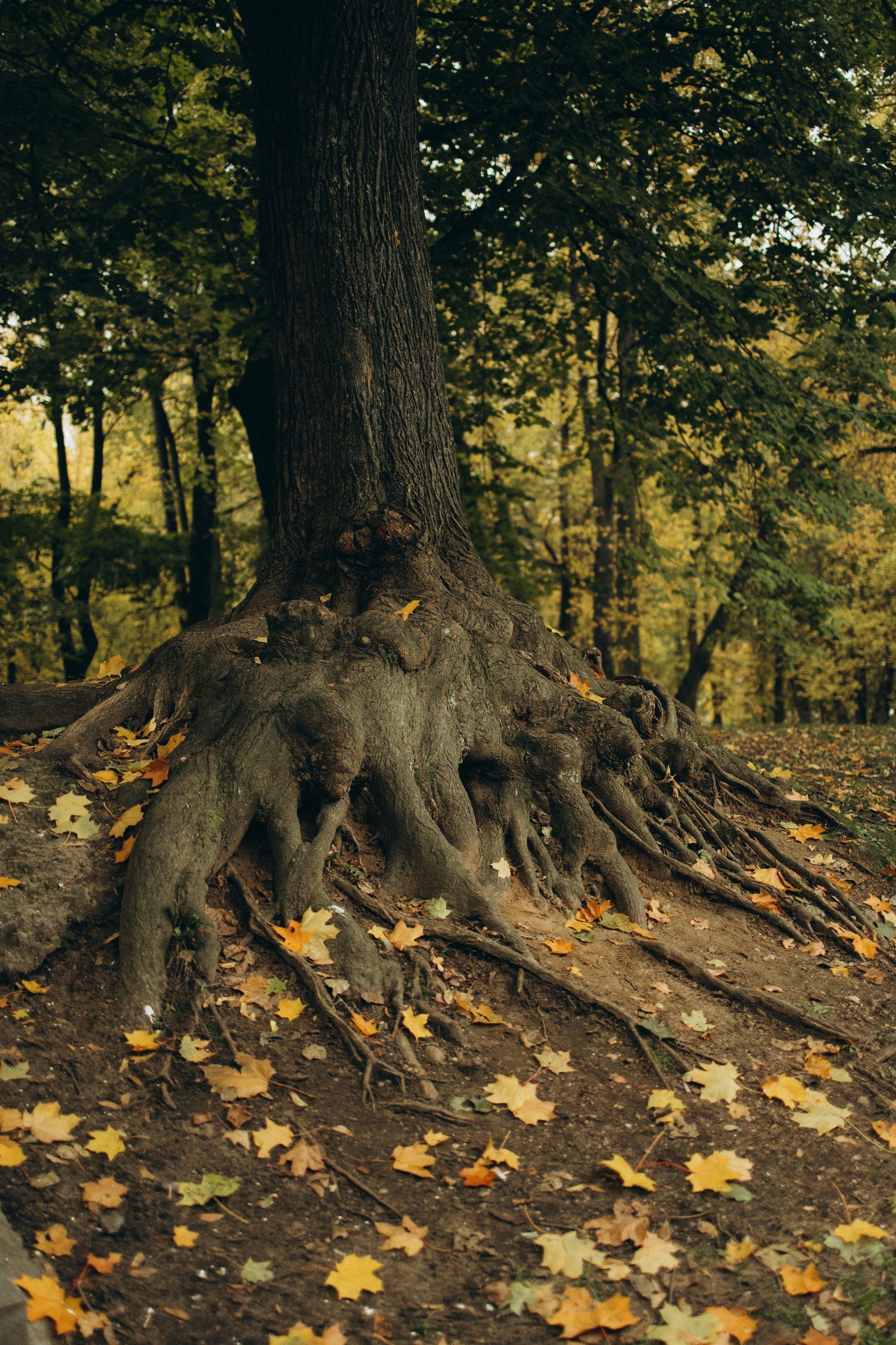 Tree with exposed roots, surrounded by fallen yellow leaves in a forest setting.