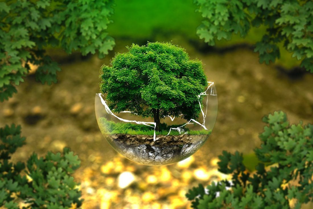 a tree in a glass globe surrounded by trees .