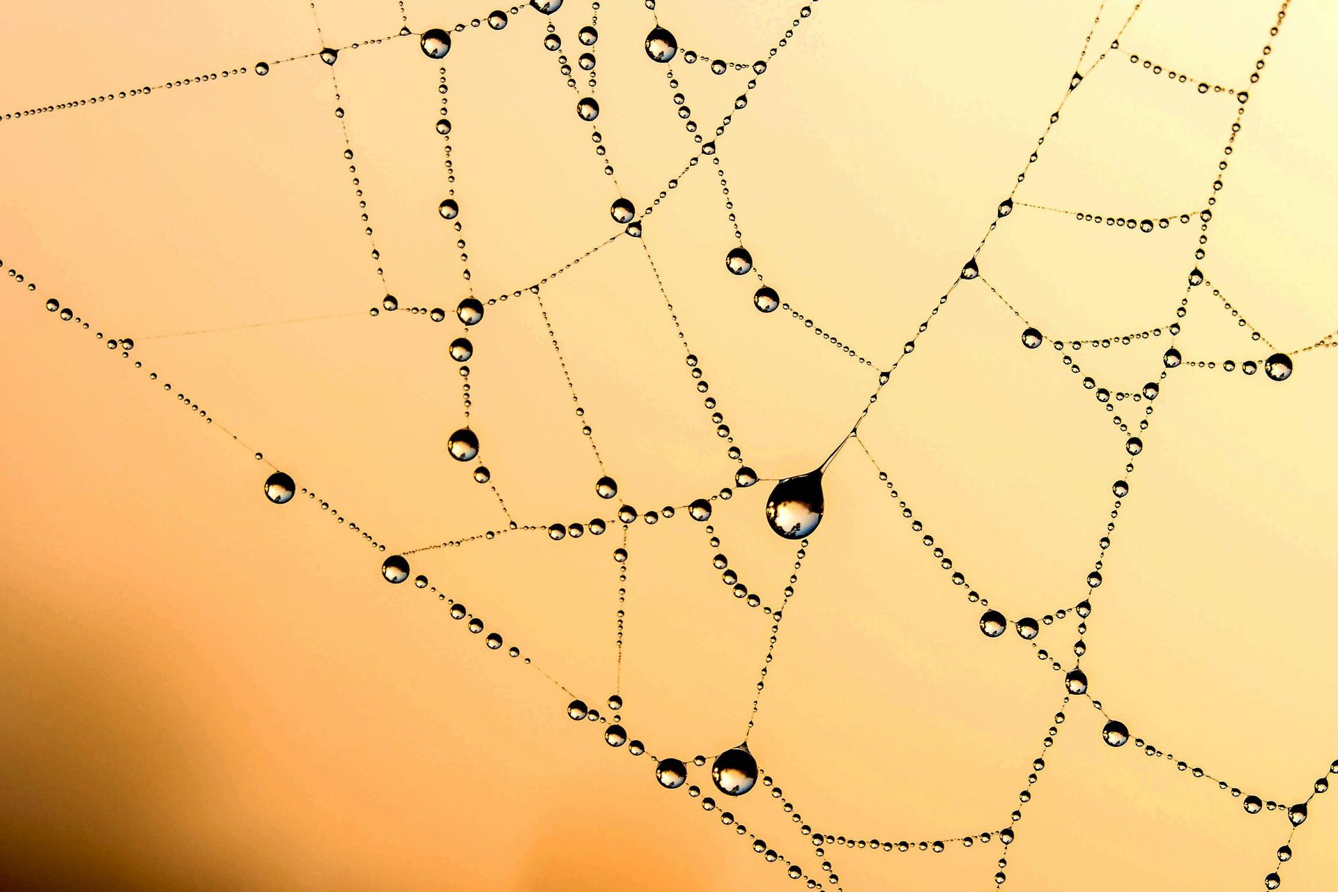 Dewdrops on a spiderweb, silhouetted against a warm, orange-toned background.