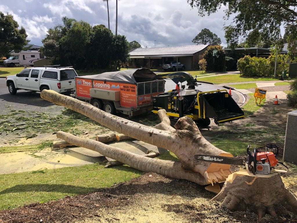 A Tree Surgeon Cuts and Trim a Tree — Arborist Servicing in Lennox Head, NSW