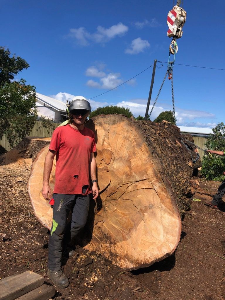 A Large Tree is Being Cut Down by a Man — Arborist Servicing in Goonellabah , NSW