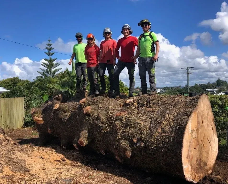 5 arborists standing on the big Log — Arborist Servicing in Alstonville, NSW