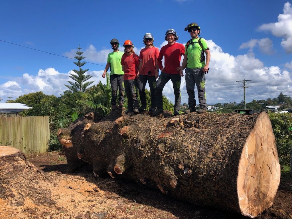 A Pile of Stacked Firewood — Arborist Servicing in Alstonville, NSW