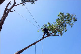 A Man With Chainsaw is Sawing a Tree on a Plot — Arborist Servicing in Alstonville, NSW