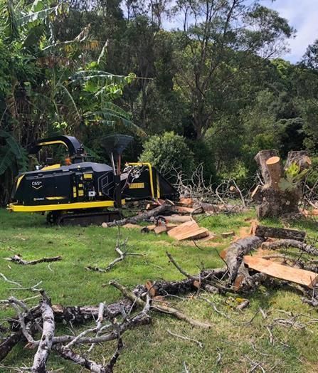 Tree Pruning and Sawing by a Man — Arborist Servicing in Alstonville, NSW