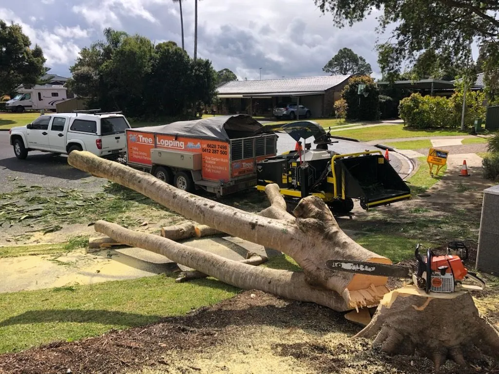Tree Cutter High Up in Tree — Arborist Servicing in Alstonville, NSW