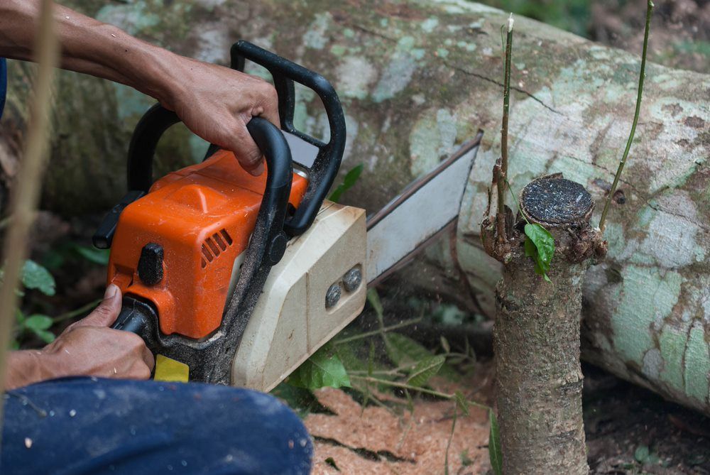 Tree Pruning — Arborist Servicing in Lennox Head, NSW