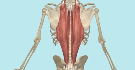 The Erector Spinae muscles, one of our core muscles, which run along the spine, play an important role in maintaining the stability and posture of the back.